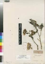Image result for Vernonia karaguensis