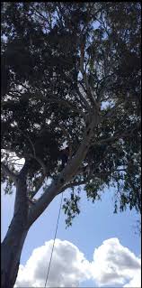 Reliable, Affordable Tree and Stump Removals at West Hindmarsh