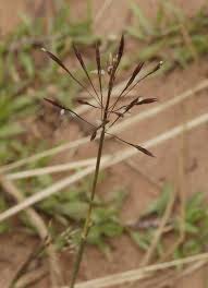 Image result for Chrysopogon