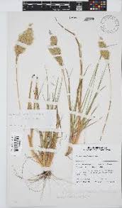 Image result for Pentameris