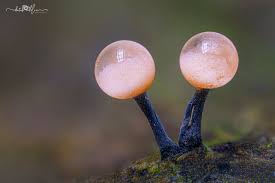 Image result for Pycreus gracillimus