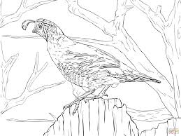 California quail coloring page from quails category. Realistic California Quail Coloring Page Free Printable Coloring Coloring Home