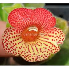 Image result for Kohleria