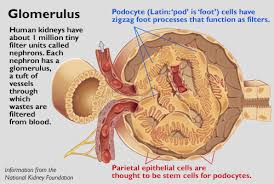 Check spelling or type a new query. Harnessing The Power Of Nanobodies To Rebuild Kidneys Newsroom
