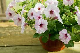 How Long Do Petunias Last The Flowers And The Plants Themselves The Practical Planter