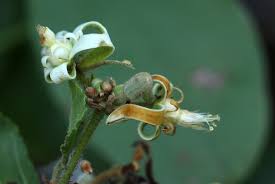 Image result for Grewia sulcata