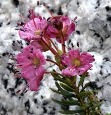 Image result for Laurembergia