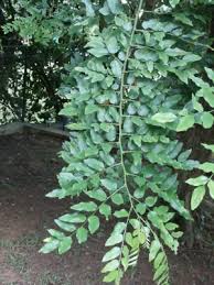 Image result for Erythrophleum africanum