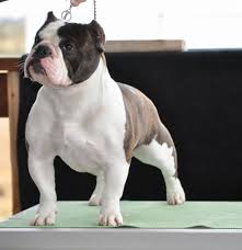 Shorty bulls® as they are often referred to are a compact and muscular bulldog of small stature. Shorty Bulls Deciphering Movement The Breed Standards
