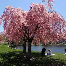 Below are some of the more common problems of flowering cherries that we see in skagit county. Pink Weeping Flowering Cherry Trees For Sale Fastgrowingtrees Com