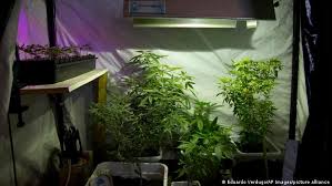 México da pasos para legalizar marihuana. Si Mexico Legaliza El Cannabis Que Pasara Con El Narcotrafico Mexico En Dw Dw 19 03 2021