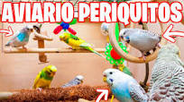 COMO EMPEZAR UN AVIARIO DE PERIQUITOS