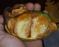 Image result for Cola natalensis