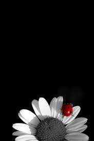 Black And White Daisy Wallpaper Pin By Susan Hulett On Phone Wallpaper White Ladybug Ladybug Wallpaper Ladybug