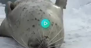 Seal Slapping Its Belly Gif On Imgur