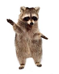 Animals and rodents will differ a bit in their exact techniques used to gain entry to your attic, but they do have one thing in common: Signs There S A Big Pest In Your Attic