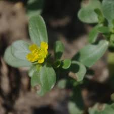 Image result for Portulaca oleracea