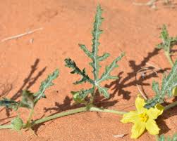 Image result for Acanthosicyos naudinianus