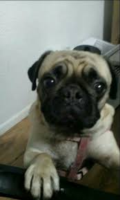 My Cutie Putie Pug Look At Her Eyes Cute Dog Cute Dogs Cute Animals Dogs