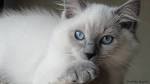 Colors and varietes of Ragdoll Breed - Ragdolls Cattery Faelis