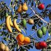For a fruit salad tree featuring multiple types of fruit, you need the right rootstock for success. 1