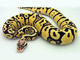 Firefly Fire X Pastel Ball Python Ball Python Pet Snake Snake Lovers