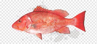 Ikan kakap merah merupakan salah satu jenis ikan laut yang bernilai ekonomis tinggi dan potensial untuk dibudidayakan. Kakap Merah Utara Teluk Meksiko Produk Ikan Lane Kakap Ikan Air Laut Makanan Laut Jeruk Fauna Png Pngwing