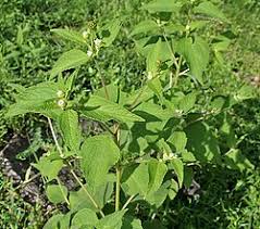 Image result for Blainvillea gayana