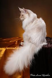 Pin On Maine Coon Cats
