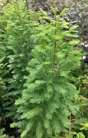 Image result for Taxodium