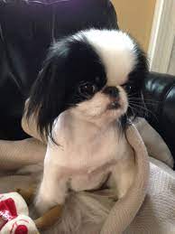 Sweet Little Sophie With A New Haircut Japanese Chin Two Years Old Chien