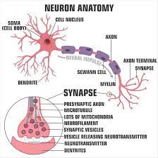 The nervous system is made up of the central nervous system, which includes the brain and spinal cord, and the peripheral nervous system, which includes the autonomic and somatic nervous systems.in vertebrates, the majority of neurons belong to the central. What Is The Nervous System