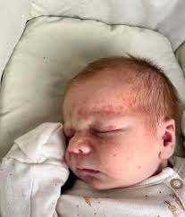 Newfoundland puppy growth and markings