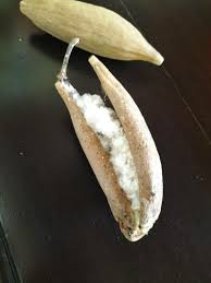 Image result for Sebaea pentandra