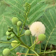 Image result for Leucaena leucocephala