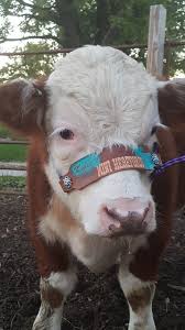 Stand Out In The Crowd With A Custom Cattle Rope Halter Everyone Will Notice You At The Next Cattle Show With One Of These Fluffy Cows Cute Cows Show Cattle