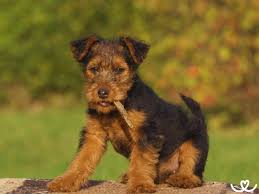 Image result for velšteriér