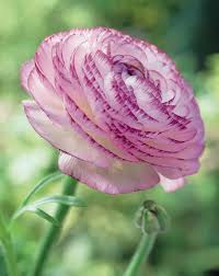 Ranunculus Tinnacriss Ranunkeln Picotee Elite Sortiment By Pressebereich Dehner Garten Center Via Flickr Flores Exoticas