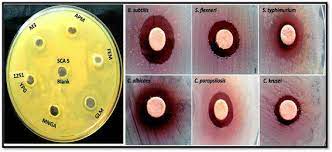 Place antimicrobial discs in the gap between the test and control strain using a sterile forcep. Antimicrobial Activity Of Ea Sca5 Using Disc Diffusion Method Download Scientific Diagram