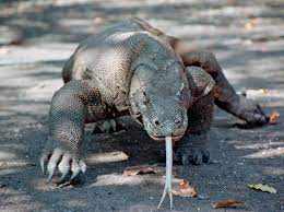 Monitor lizard monitors its surroundings by standing on its hind legs to ensure detection of potential predators on time, hence the name monitor lizard. Komodo Dragon Facts Habitat Bite Venom Britannica