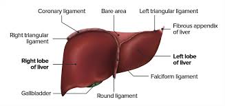 See more ideas about liver, histology slides, liver anatomy. Diagram Of Liver Liver Anatomy Qa Please Click On The Picture S To View Larger Version Claireg Boon