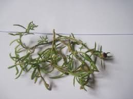 Image result for Portulaca kermesina