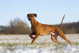 The recorded history of the rhodesian ridgeback becomes much more prominent around the 16th century, when the first european man, a portugese settlor, explored the interior lands on the cape of. Rhodesian Ridgeback Hunderassen R Bilder Und Infos Zur Rasse