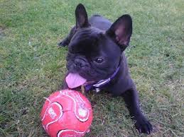 French bulldog candy match 3 cheats from players. Pin By Karis Tenison On My Sweet Darling Sonshine Brunie French Bulldog Bulldog Animals