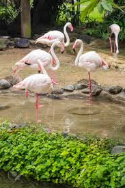 Although the traffic is not particularly convenient, the level of excitement is. View At Flamingos In Bali Bird Park Indonesia Stock Photo Picture And Royalty Free Image Image 128822684