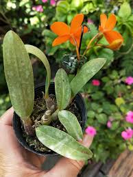 Image result for Kotschya ochreata