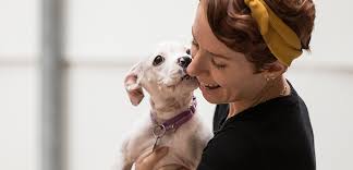 Is a 501 (c) (3) public charity; Springfield Mo Overwhelmingly Votes To Repeal Bsl Law Aspca