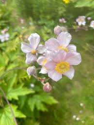 Image result for Eriosema monticola