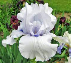 Photo Of Tall Bearded Iris Iris Song Of Norway Uploaded By Tbgdn Iris Flowers Bearded Iris Iris