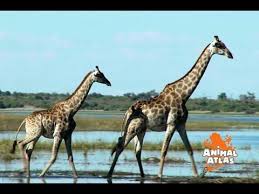 Animal Atlas Animals Of Africa Youtube Animal Atlas Africa Animals Animals